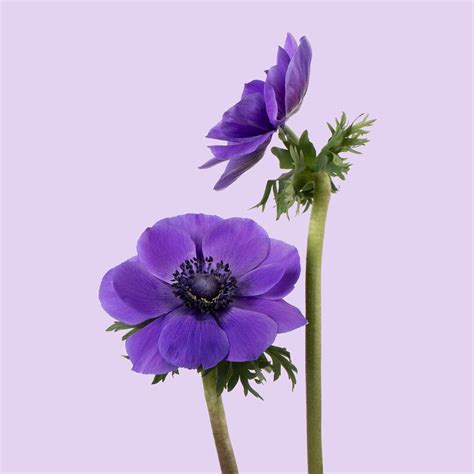 The Symbolism of Purple Anemones - Riveal