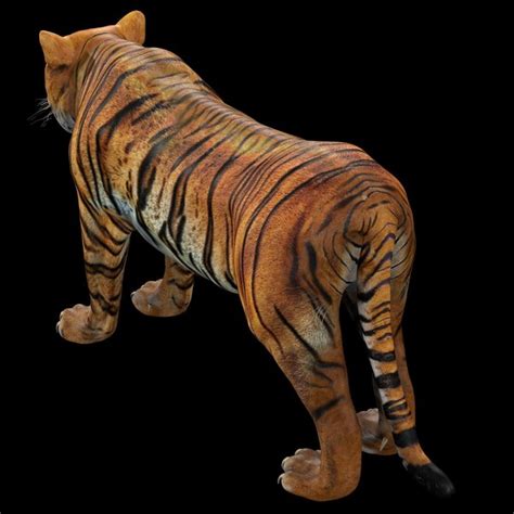 3D model Tiger Rigged - TurboSquid 1880954