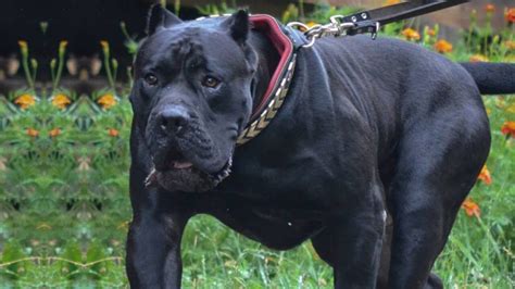 ¿PODRÍA un PRESA CANARIO MATAR A UN LEÓN? - ForoCoches | Perro de presa canario, Perros enormes ...