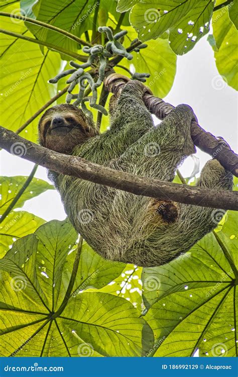 Paletroated Sloth Bradypus Tridactylus Treetoth Selva Tropical Marino Ballena Parque Nacional ...