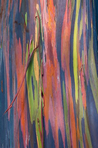 Rainbow Eucalyptus Tree Bark Stock Photo - Download Image Now - iStock