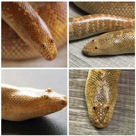 Arabian Sand Boa: Care, Temperament and Breeding - AZ Reptiles