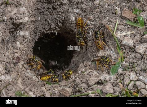 Vespula germanica nest hi-res stock photography and images - Alamy