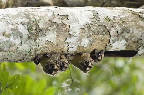 Top 6 Amazon Rainforest Monkeys To Spot - Rainforest Cruises