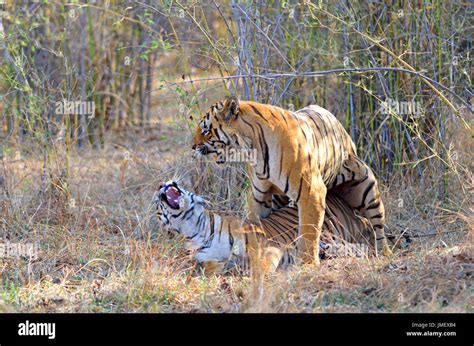 Indian Tiger (Panthera tigris) Mating Stock Photo - Alamy