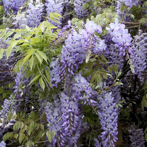 Chinese Wisteria | Plants Express