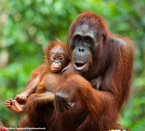 Greenpeace Orangutan : World Orangutan Day - 10 furry facts | Greenpeace UK / We got permission ...