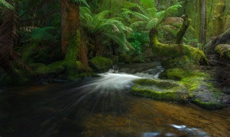 Australia Creek Fern Forest Greenery Rainforest Stream Tasmania Wallpaper - Resolution:2048x1228 ...