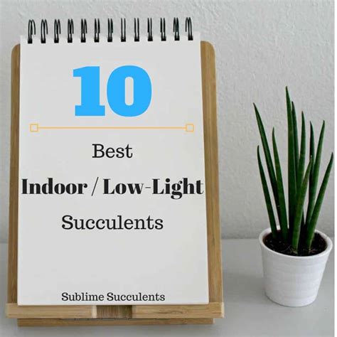 10 Best Indoor Low Light Succulents - Sublime Succulents