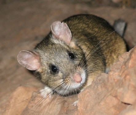 Bushy Tailed Wood Rat - Oregon Caves National Monument & Preserve (U.S. National Park Service)