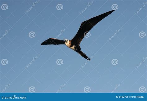 Great Frigatebird Flying stock image. Image of great, background - 5102765