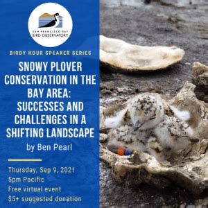 Snowy Plover Conservation in the Bay Area - Mount Diablo Bird Alliance