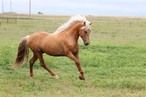 These Are The 7 Smartest Horse Breeds Out There