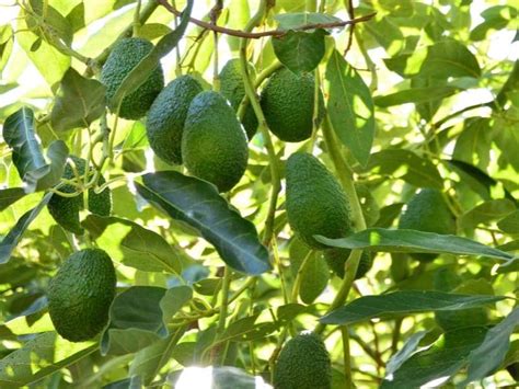 Are Avocado Trees Self Pollinating? (Quick Answers) - LeafyJournal