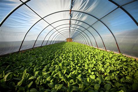 Crops Grow In A Greenhouse by Paul Giamou