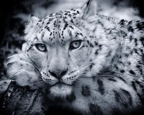 Snow leopard photography tour-A once in a lifetime adventure