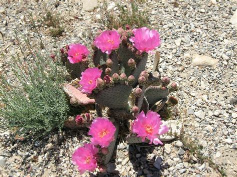 Free stock photo of Desert Cactus, flower, nature