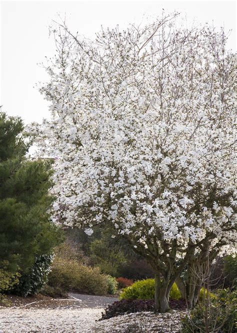 Screening Trees For Small Gardens | Fasci Garden