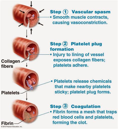 Bio Geo Nerd: Blood Clotting