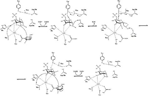 Glycosidases – A Mechanistic Overview | IntechOpen