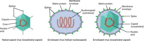 Virus Diagram Labeled Capsid