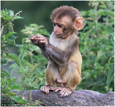 Foto Anak Monyet Yang Lucu - Gambar Viral HD