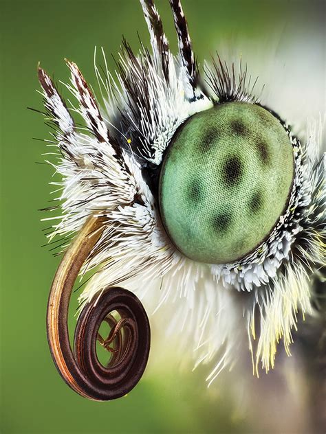 Premier insect photographer John Hallmén shares his secrets for macro ...