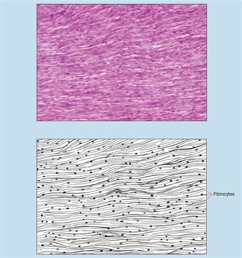 Elastic Connective Tissue Histology