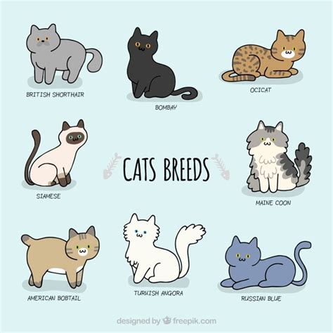 Sketchy cute cat breeds Vector | Premium Download