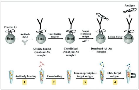 Immunoprecipitation (IP) Protocol | EpigenTek