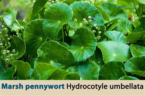 Pennywort Plant Benefits | informacionpublica.svet.gob.gt