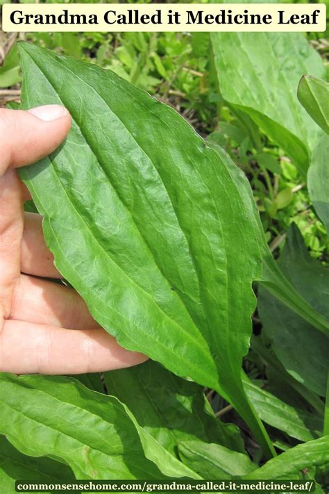 Grandma Called it Medicine Leaf - Plantain Weed Remedies