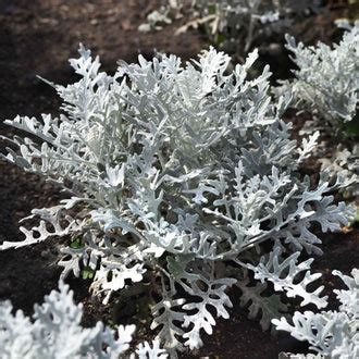 Dusty Miller Seeds | Shop 1 Varieties | Eden Brothers