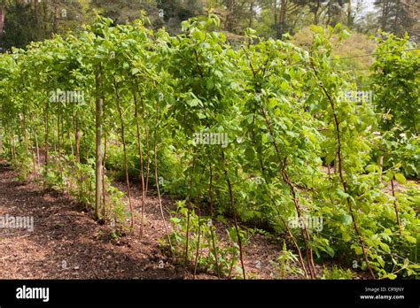 Raspberry canes hi-res stock photography and images - Alamy