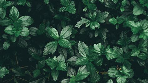 Green Aesthetic Laptop Wallpapers - Wallpaper Cave