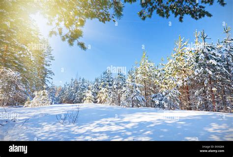 Winter park in snow Stock Photo - Alamy