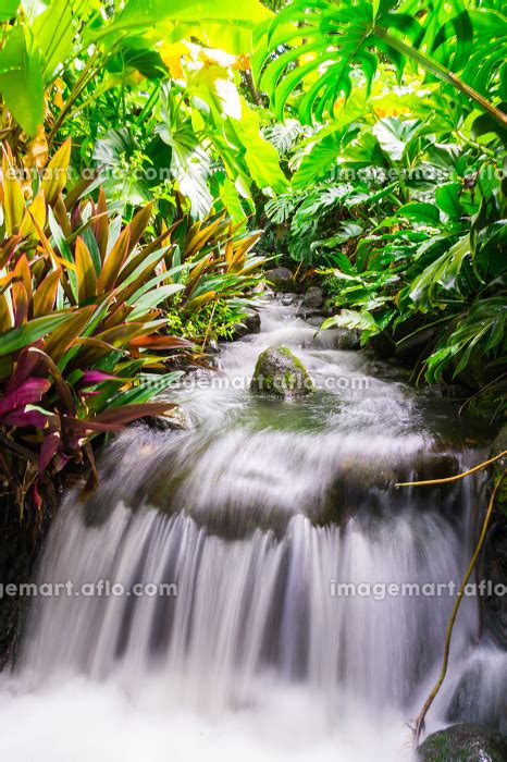 Botanical Garden in Deshaies, north west of Basse-Terre, Guadeloupe ...