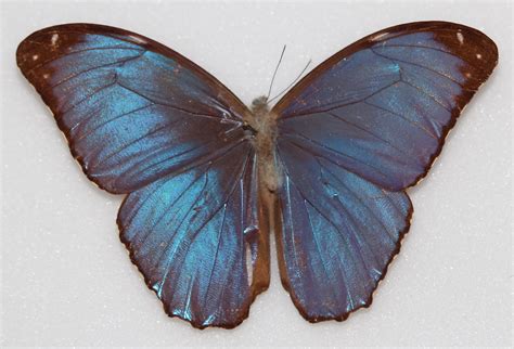 Morpho menelaus (Linnaeus, 1758) – Butterflies of Guyana