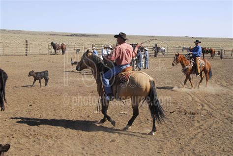 Photo of Cowboys Roping Cattle by Photo Stock Source cowboys, Flagstaff, Arizona, USA, cowboy ...