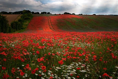 Field of poppies / 1920 x 1280 / Nature / Photography | MIRIADNA.COM