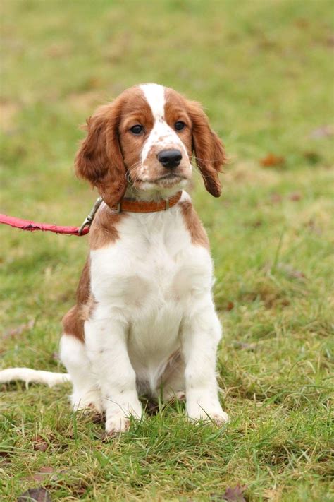 Kim~Fan't Detica~Welsh Springer Spaniel | Welsh springer spaniel, Cute dogs breeds, Springer puppies