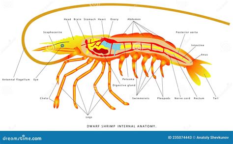 Shrimp Anatomy Cartoon Vector | CartoonDealer.com #234938593