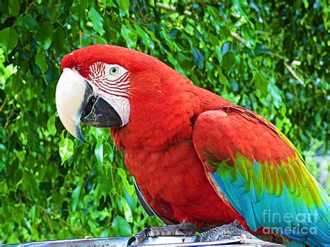 Beautiful Red Macaw. Photograph by Trudee Hunter | Fine Art America