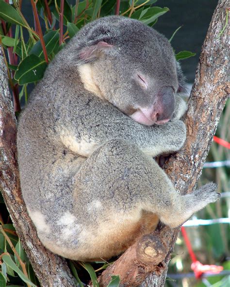 File:Australia Cairns Koala.jpg - Wikipedia