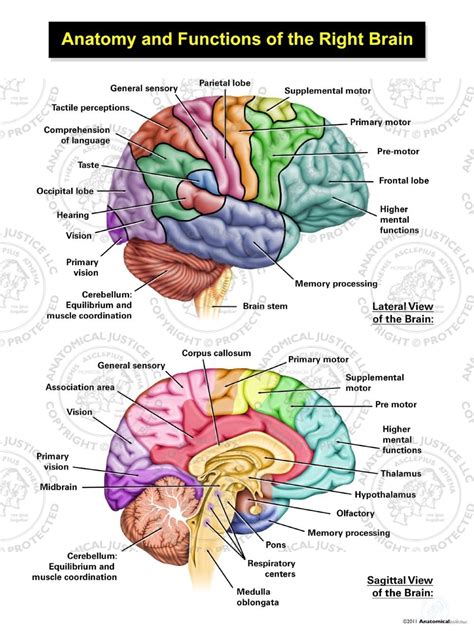 Parts Of The Human Brain And Functions