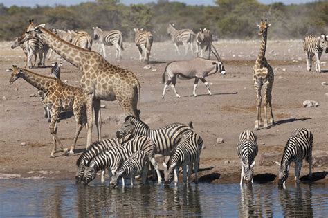 Africa, Namibia, Safari animals at waterhole in etosha national park ...