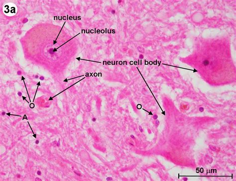 Spinal Cord Cross Section Histology Labeled - vrogue.co