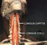 Longus Colli Muscle Origin, Insertion, Function, Exercise