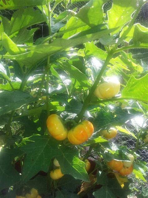 African ribbed eggplant plant Liberian eggplant 200 seeds | Etsy