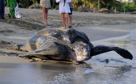 World's largest turtle could be extinct in 20 years, scientists say - CBS News